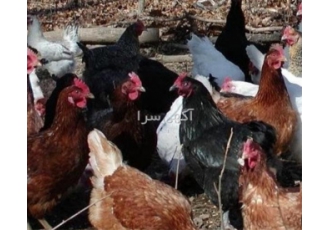 خرید انواع مرغ تخم‌گذار بومی و صنعتی با بهترین قیمت و کیفیت در ساری
