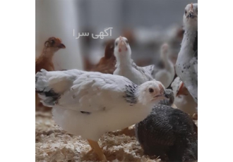 خرید نیمچه مرغ ۳ ماهه دورگه رنگی در نور خرید نیمچه مرغ 3 ماهه دورگه