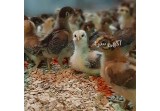 جوجه مرغ یک روزه اصلاح نژاد شده در نور جوجه یک روزه اصلاح نژاد شده