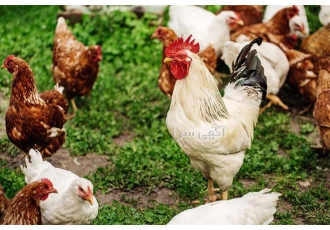 نیمچه گلپایگان بومی اصلاح نژاد با کیفیت بی‌نظیر در نور نیمچههای
