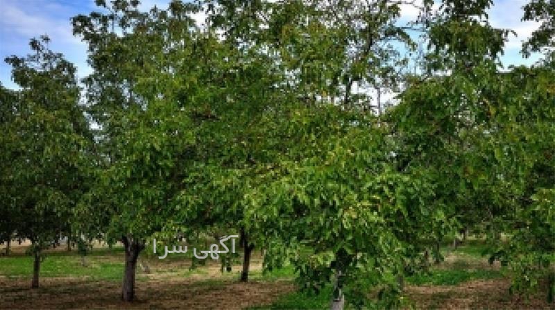 آگهی های محصولات زراعی و باغی - ارومیه