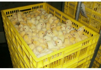 فروش جوجه یک روزه راس و قیمت روزه جوجه گوشتی در نور فروش جوجه یک روزه