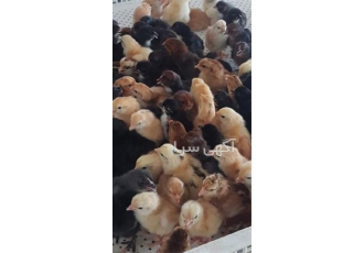 جوجه یک روزه مرغ و خروس بومی