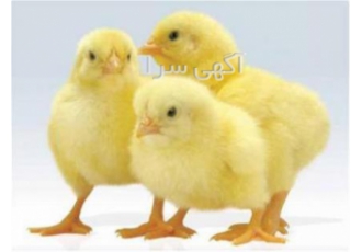 فروش جوجه یکروزه نژاد ال اس ال سپیدطیوران طیور در تهران فروش جوجه