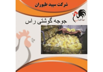 جوجه مرغ گوشتی جوجه مرغ گوشتی یک روزه طیور در تهران جوجه مرغ گوشتی