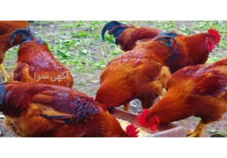 خرید مرغ و خروس بومی از نژاد محلی اصیل در نور خرید مرغ و خروس بومی