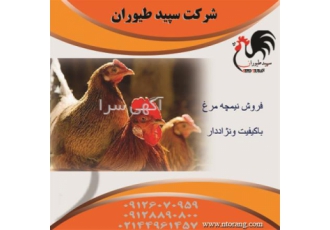 مدیریت پرورش نیمچه قیمت نیمچه محلی و طیور در تهران مدیریت پرورش نیمچه