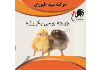 مناسب ترین قیمت جوجه بومی ، طیور