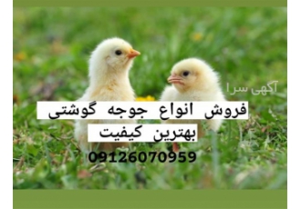 قیمت جوجه یکروزه گوشتی راس در تمامی استان های کشور در تهران شرکت نغمه