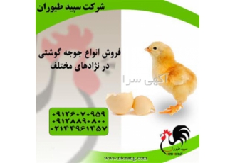 فروش فوق العاده جوجه مرغ گوشتی - طیور