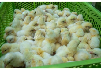 هزینه پرورش و فروش مرغ گوشتی فروش مرغ صنعتی در نور فروش و هزینه پرورش