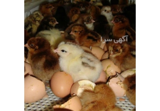 مرغ تخمگذار رنگی وارداتی - طیور