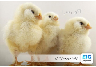 فروش جوجه گوشتی راس ، نژاد کاب ، نژاد هوبارد آرین