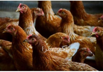مرغ محلی اصلاح شده گلپایگان طیور در تهران فروش جوجه مرغ محلی گلپایگان