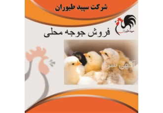 خرید و فروش انواع جوجه مرغ ی کروزه محلی قیمت مناسب-طیور
