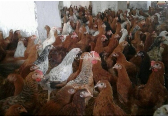 فروش مرغ و جوجه رسمی و گوشتی طیور در تهران فروش مرغ و جوجه رسمی