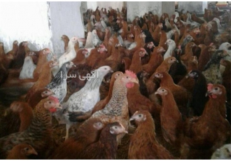 فروش ویژه جوجه مرغ و خروس گلپایگان - طیور