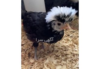 فروش جوجه کاکلی محلی سالم و سرحال در نور فروش جوجه کاکلی محلی سالم