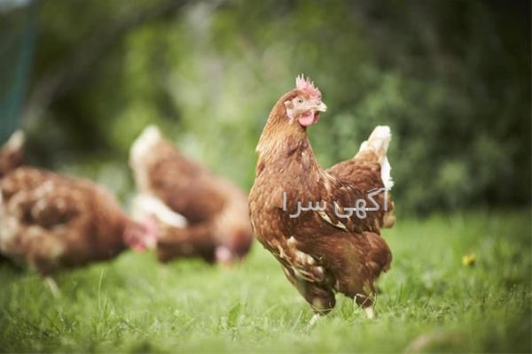 آگهی های خدمات طیور - نوک آباد