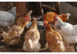 قیمت مرغ پنج ماهه اصلاح شده مرغ تخمگذار محلی در نور قیمت مرغ پنج ماهه