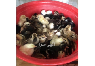 فروش جوجه یک روزه تخمگذار مرغ محلی با کیفیت بالا فروش جوجه یک روزه تخمگذار مرغ محلی با کیفیت بالا