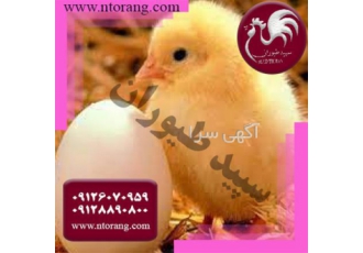 قیمت جوجه مرغ یک روزه، به قیمت روز. طیور