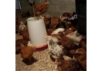 قیمت فروش نیمچه مرغ محلی گلپایگانی در تهران قیمت فروش نیمچه مرغ محلی