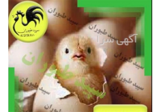 جوجه گوشتی پلاس با کیفیت بالا و قیمت مناسب در تهران آیا به دنبال جوجه