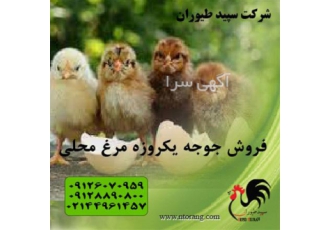 فروش جوجه یک روزه، فروش جوجه یک روزه محلی