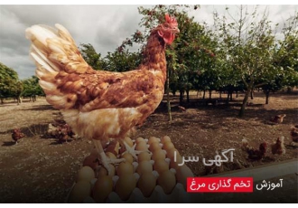 فروش مرغ بومی تخمگذار قیمت مرغ تخمگذار در تهران فروش نیمچه مرغ