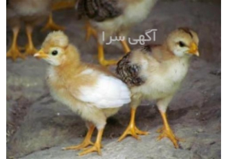 فروش جوجه یک روزه مرغ بومی گلپایگانی در تهران فروش جوجه یک روزه بومی