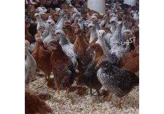 فروش جوجه مرغ 60 روزه گلپایگانی و جوجه 60 روزه