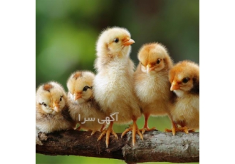 فروش جوجه یک روزه خروس گوشتی