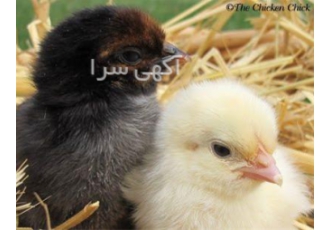 جوجه یکروزه محلی فروش جوجه یک روزه بومی در نور جوجه یکروزه محلی فروش