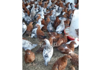 فروش نیمچه مرغ ۷۰ روزه گلپایگانی و جهادی در نور فروش نیمچه مرغ 70 روزه