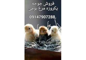 جوجه یکروزه مرغ بومی در ارومیه فروش جوجه یکروزه مرغ بومی فروش جوجه
