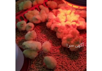 جوجه یک روزه گوشتی راس _ فروش جوجه گوشتی راس