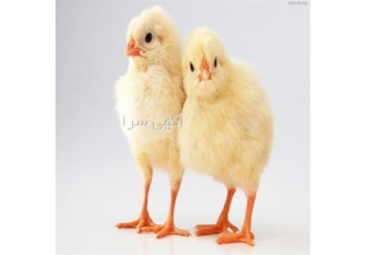 فروش ویژه جوجه گوشتی زیر نظر دامپزشک در تهران جوجه گوشتی سپید طیوران