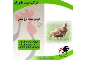 تولید نیمچه با بهترین کیفیت و قیمت طیور در تهران تولید نیمچه