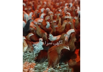 فروش جوجه مرغ 60 روزه با کیفیت عالی و مناسب برای پرورش