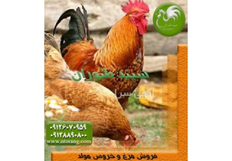 فروش مرغ و خروس محلی ؛ فروش جوجه یک روزه