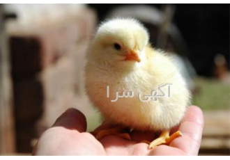 تولید و پرورش و فروش جوجه یک روزه تا بالغ طیور در تهران شرکت سپید