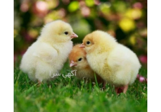 فروش جوجه مرغ گوشتی بهترین کیفیت طیور در تهران فروش جوجه مرغ گوشتی