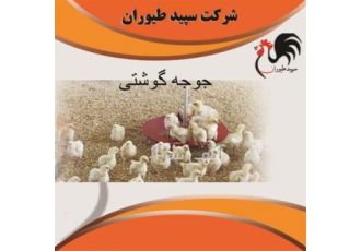 فروش جوجه مرغ گوشتی فروش جوجه گوشتی طیور در تهران فروش جوجه مرغ گوشتی