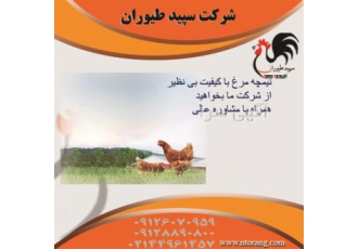 قیمت نیمچه مرغ محلی یک ماهه پرورشی