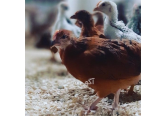 فروش جوجه و مرغ بومی تضمینی برای پرورش و تولید محصول ارگانیک