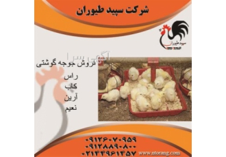 جوجه یکروزه گوشتی راس طیور در تهران جوجه یکروزه گوشتی راس جوجه یکروزه