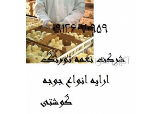 فروش جوجه یک روزه گوشتی جوجه گوشتی &#۱۶۰; طیور در تهران فروش جوجه یک