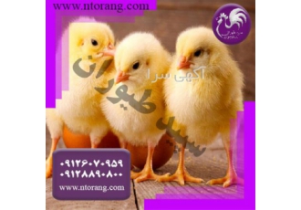 فروش جوجه یک روزه گوشتی نژاد راس و پلاس - طیور
