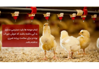 صادرات جوجه یک روزه پلاس در تهران صادرات جوجه یک روزه پلاس به افغانستان